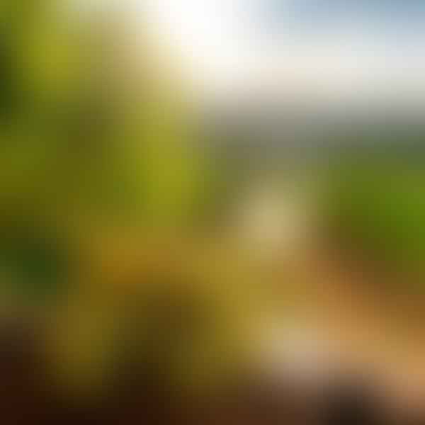 From Vineyard to Glass: The Journey of Roscato Wine