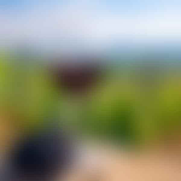 The Secrets of Sweet Red Wines: A Comprehensive Guide